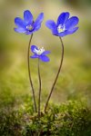 158 - HEPATICA - RISTIMAKI HEMMO - finland